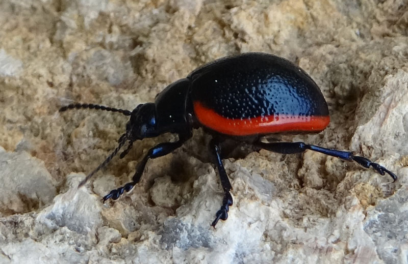 Chrysomelidae: maschio di Chrysolina rossia